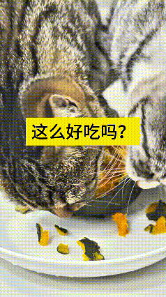 我看这视频觉着可有意思，把南瓜蒸熟拌上辅食，端给俩小猫吃。俩小家伙头挨着头埋头猛