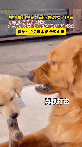 金毛妈妈正护着自己的“心头好”（一根木枝），本能启动护食模式，对着想靠近的小金毛