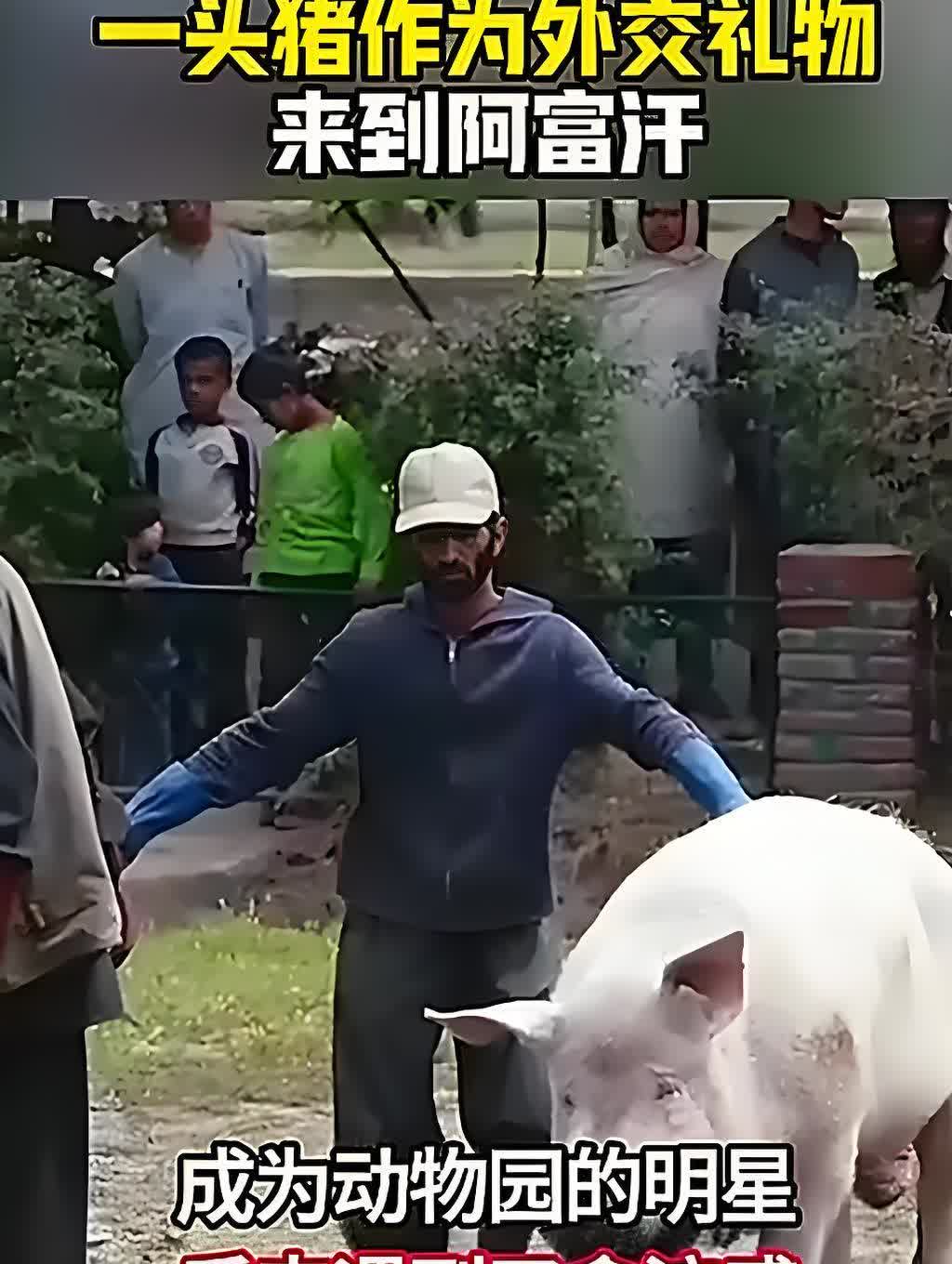 阿富汗的老百姓没有见过猪，阿富汗请求中国送给他们2只猪。2002年，八达岭野生动