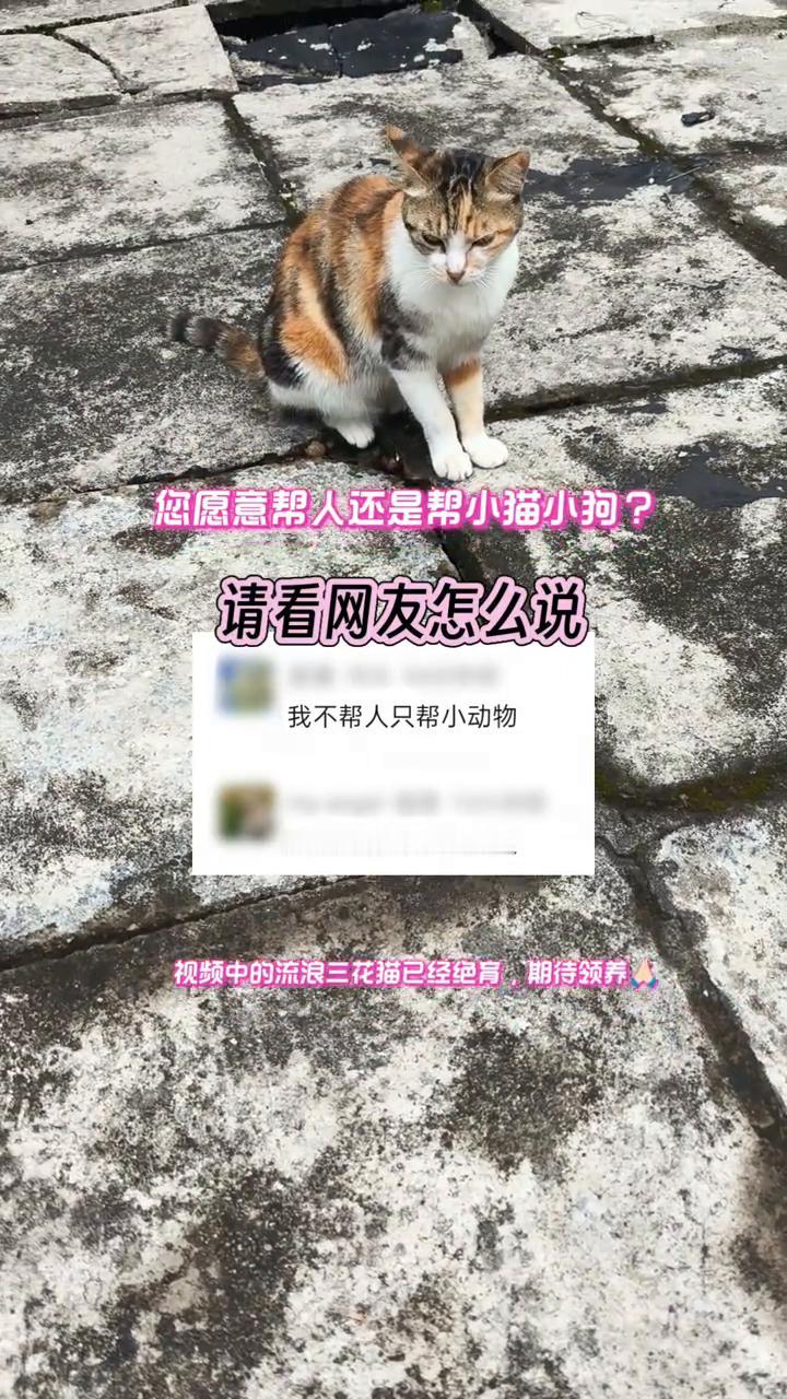 您愿意帮人还是帮小猫小狗？请看网友怎么说。我不帮人只帮小动物，本来动物就比人善