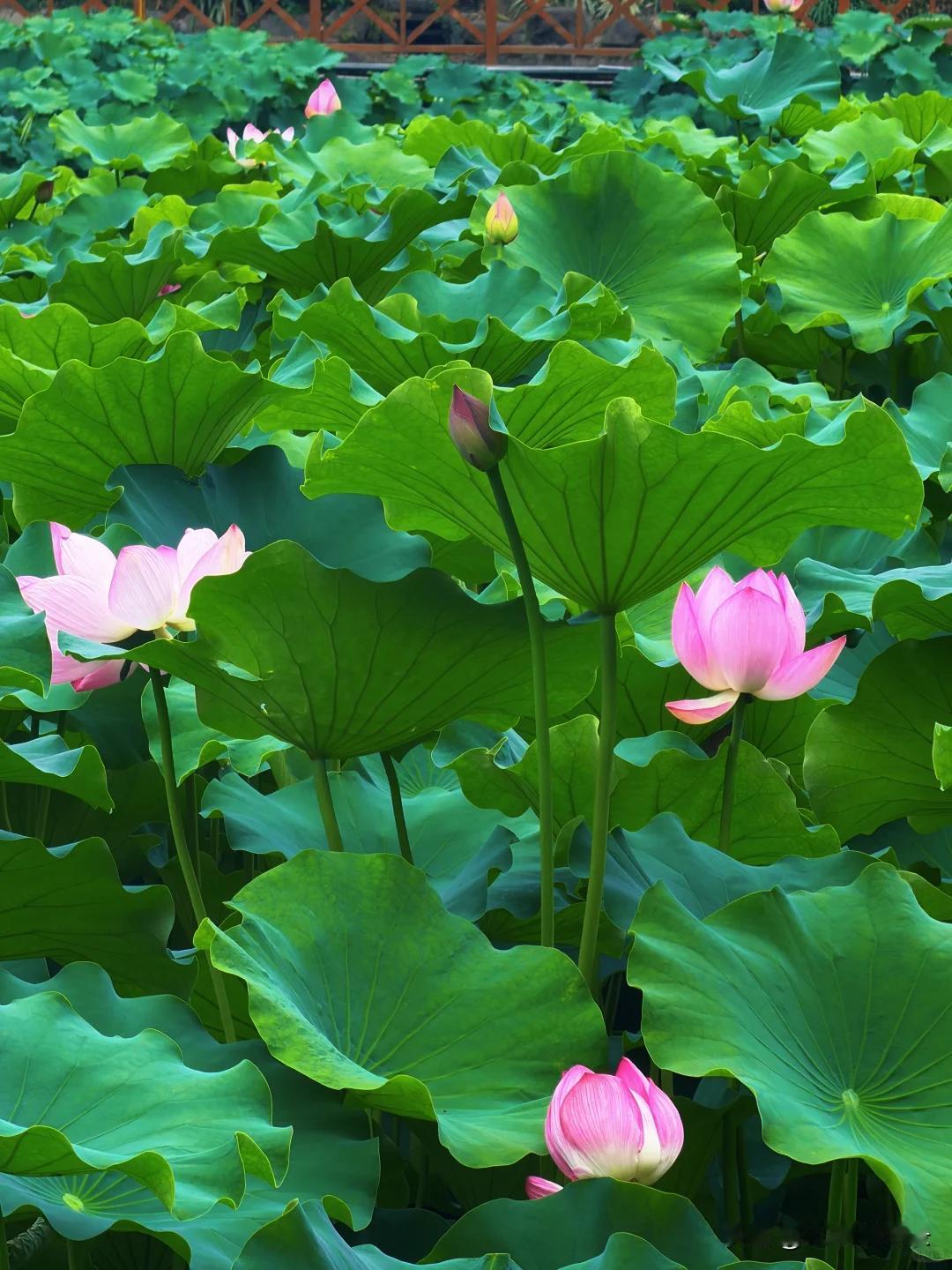 《采桑子》生灵遍布尘寰里，草木含情。池上芙蕖，淡立清波自安宁。淤泥难扰初心