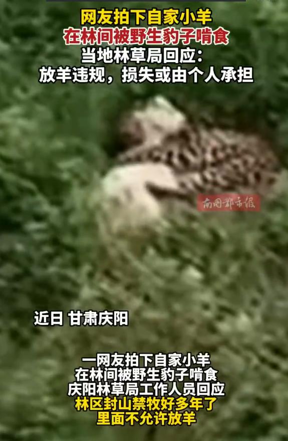 [哭哭]甘肃庆阳网友拍下自家小羊，在林间被野生豹子啃食的惊悚画面。面对村民的损失