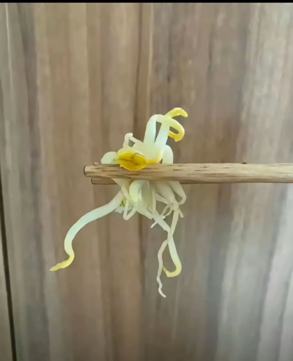 王阳明格物致知尚且需要竹子，但小黑子万物皆可格出🐔来​​​