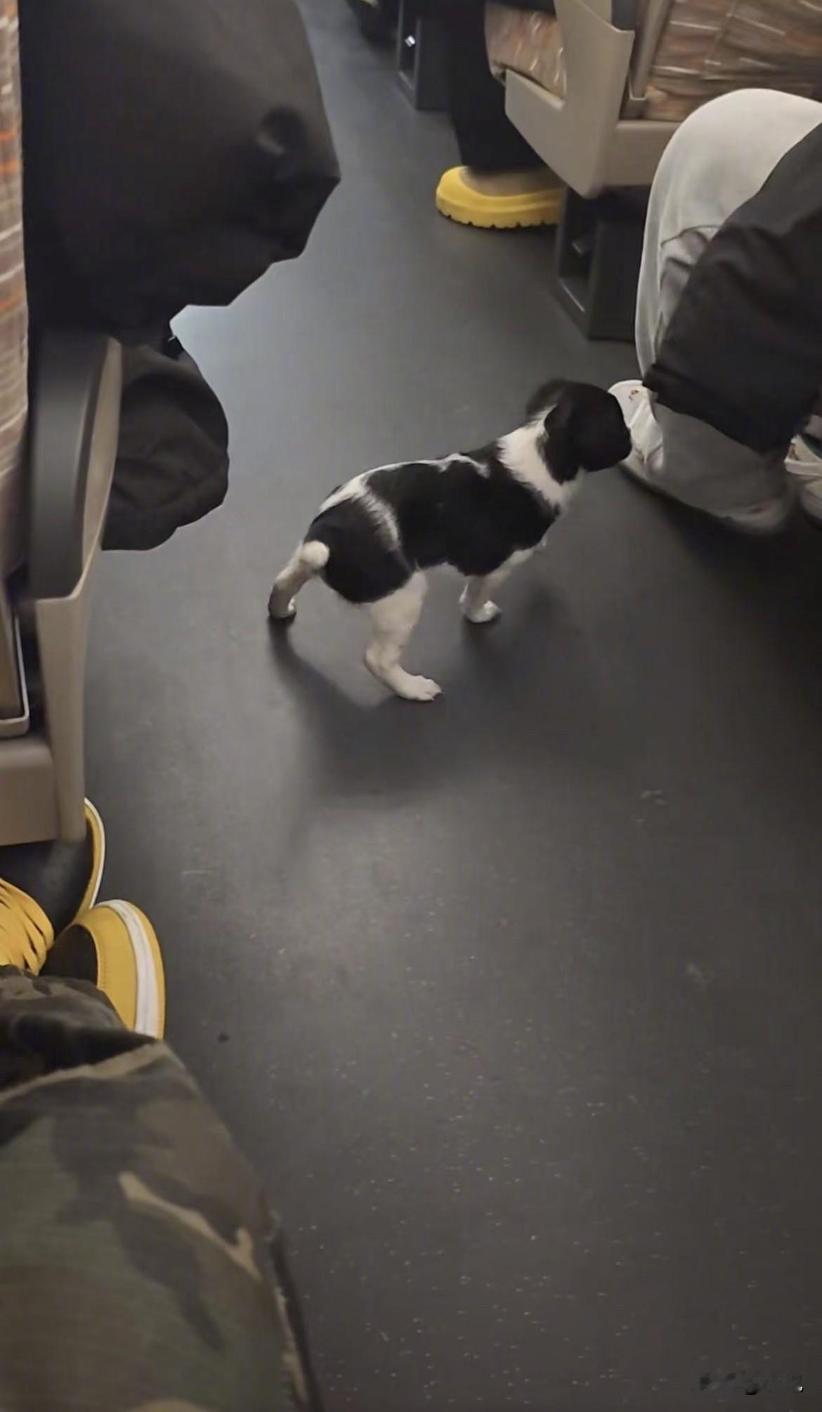 真的假的？高铁车厢里小狗又撒欢又撒尿，主人就在旁边看着？2月10号上海回河南