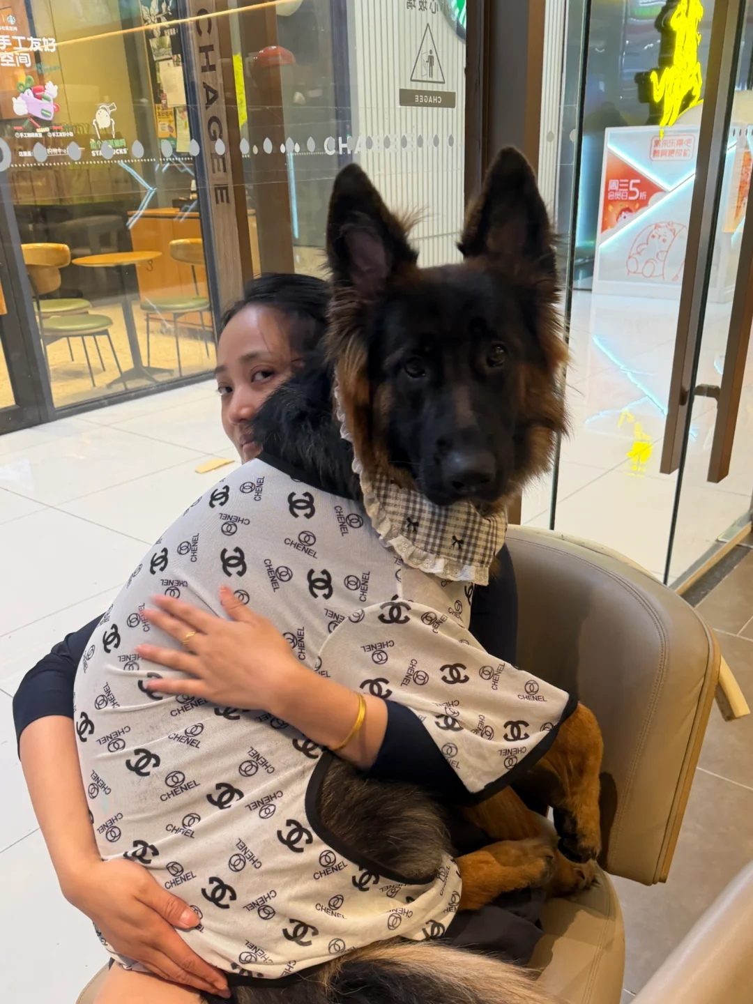 大型犬是不是对自己的体型都没有概念？