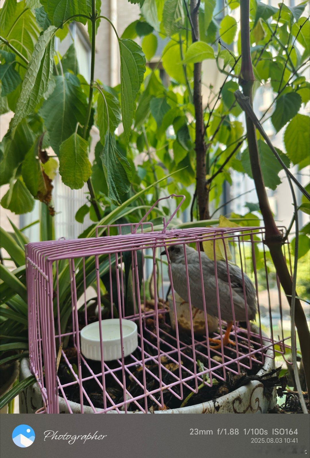 花盆养鸡不错，遮阴施肥两不误！成都生活​​​