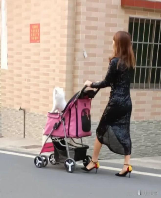 不得不说，有些狗的生活，真是让人羡慕不来啊！