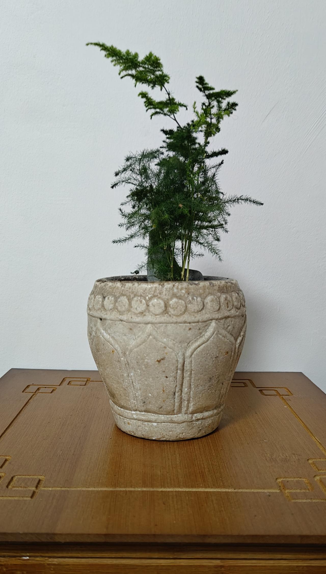 老物种新花！
