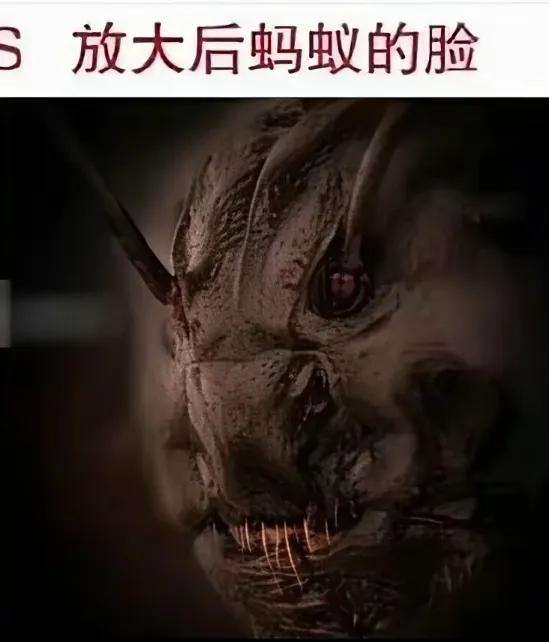 蚂蚁🐜脸部放大后，恐怖狰狞。蚂蚁恐怖的脸蚂蚁标本