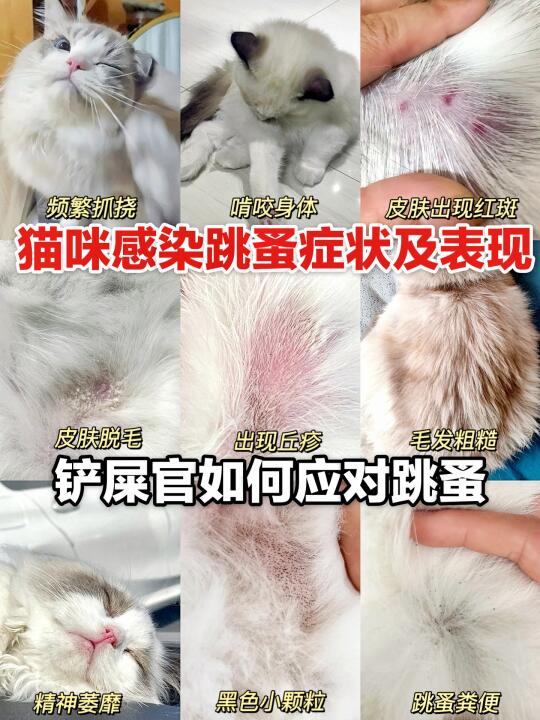 猫咪感染跳蚤的症状及表现，解决方法