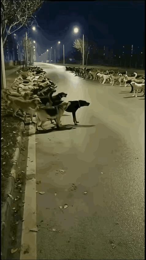 这比人类文明多了比人强多了人类文明程度文明进步人类文明的标志