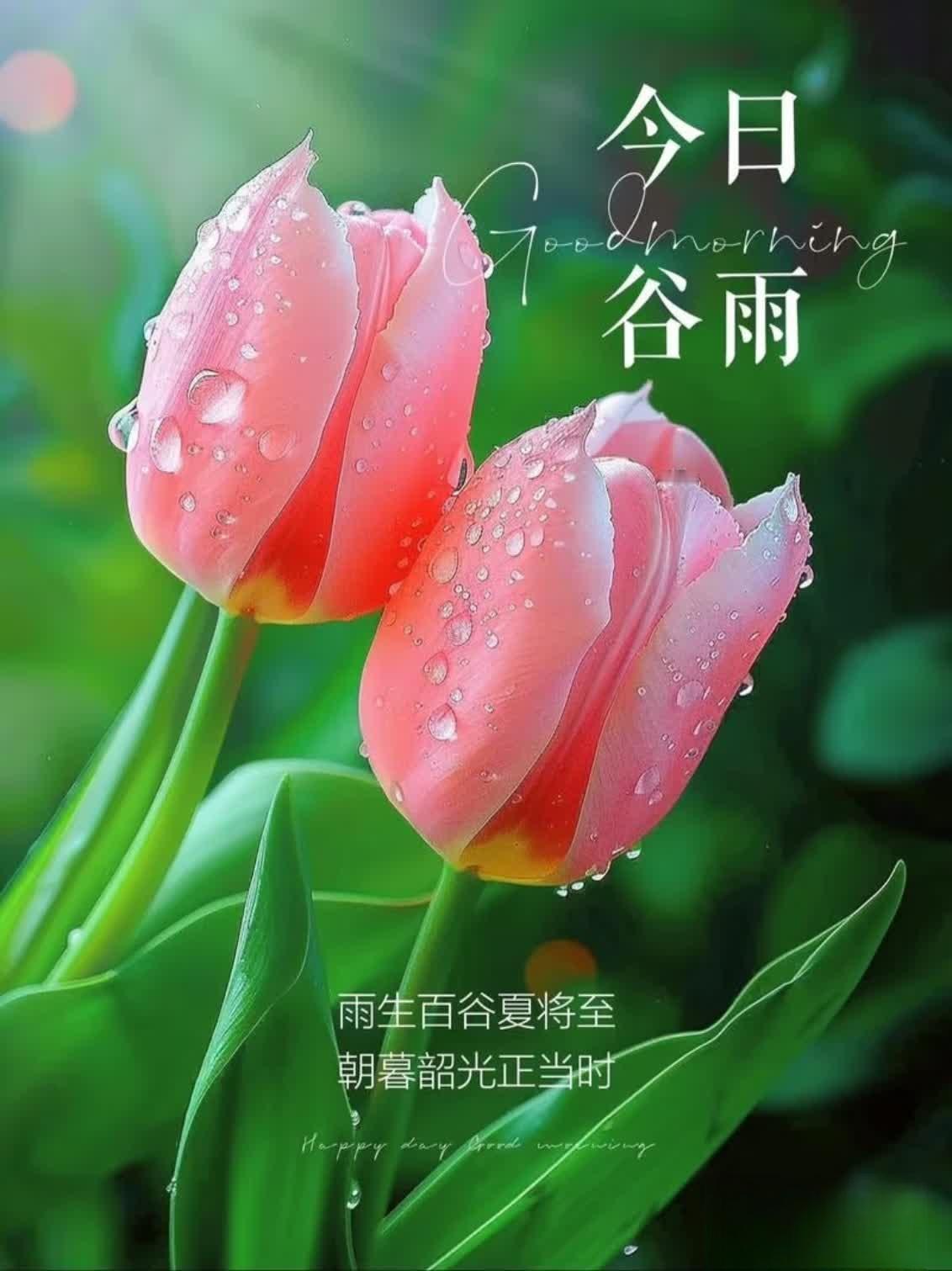 🌿一场谷雨，送别春日繁华，也唤醒夏日生机，细雨润万物，岁月亦温柔，愿日子清欢，