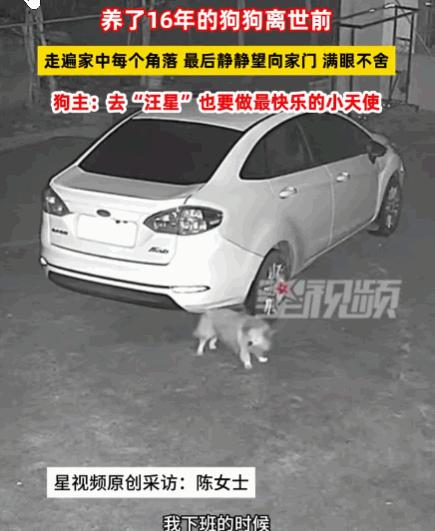 万物皆有灵！湖南湘潭，一女子下班回家，发现陪伴了十六年的爱犬已经冰冷僵硬，心痛到