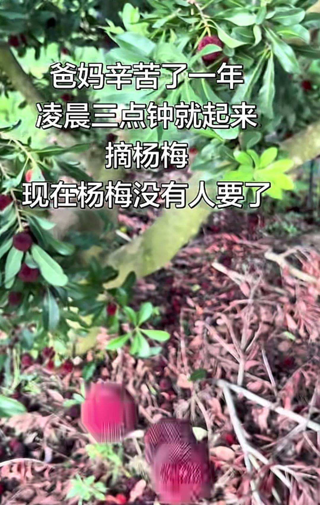 杨梅事件一出，为什么他们不第一时间解决问题，而是抱团全网卖惨？果农真的不知情