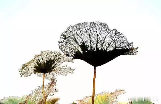 拍残荷，遇到阴天，可以尝试着拍成水墨画的效果。尤其是拍摄枯萎了镂空的叶子、干瘪