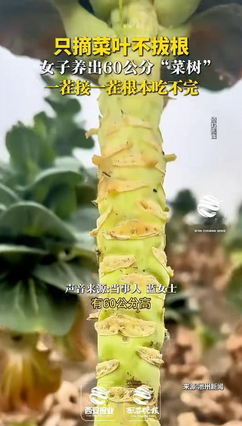 “这生菜怎么越长越不对劲了？”2026年8月5日，黑龙江桦南一处农家菜园里出现了