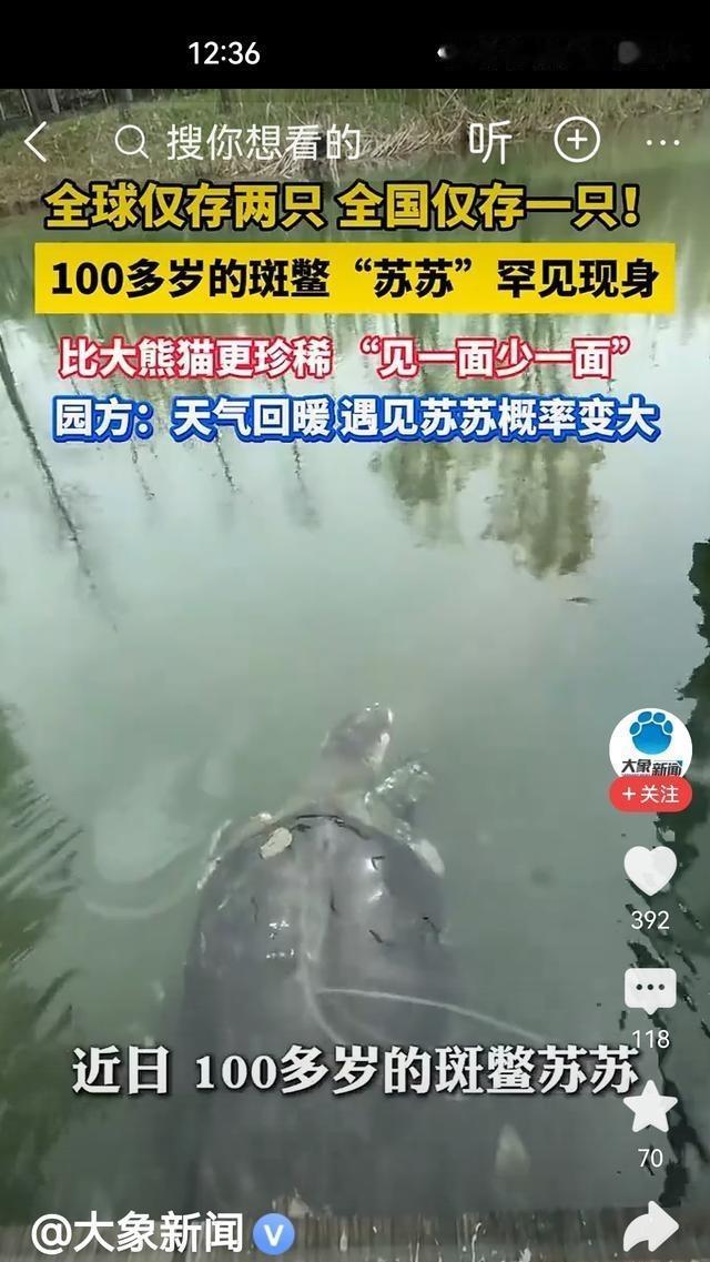 别再网上瞎操心斑鳖了，这玩意儿以前没准就是被咱当甲鱼炖了。宣传没下沉，渔民根本分