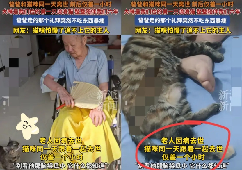 “这下科学也没法解释了！”山东烟台，一位老人离世，不料当天家里的猫咪也走了，而且