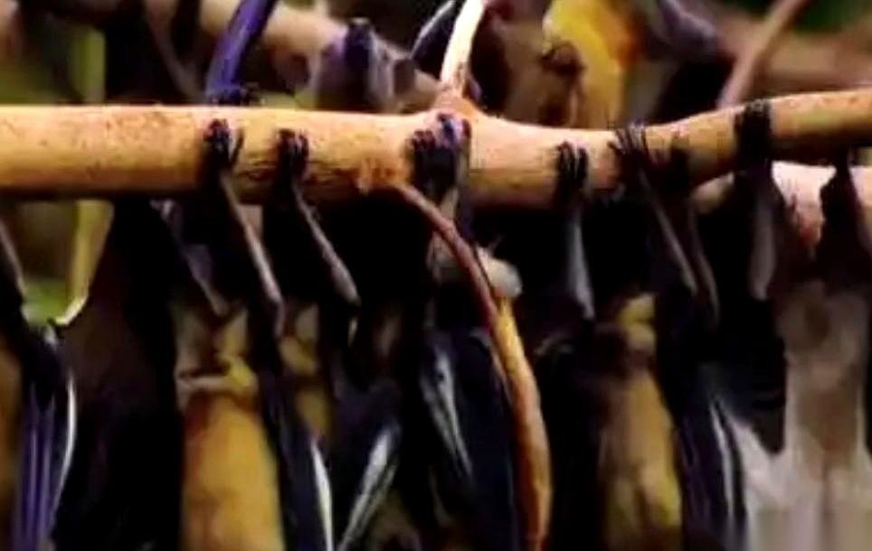 刚刷到一个新闻，后背瞬间有点发凉。印度那边，俩医护直接在医院倒了。不是累的，是