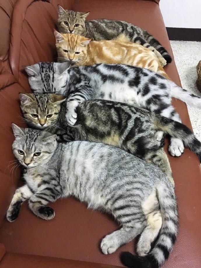 猫咪全家福，最喜欢哪只