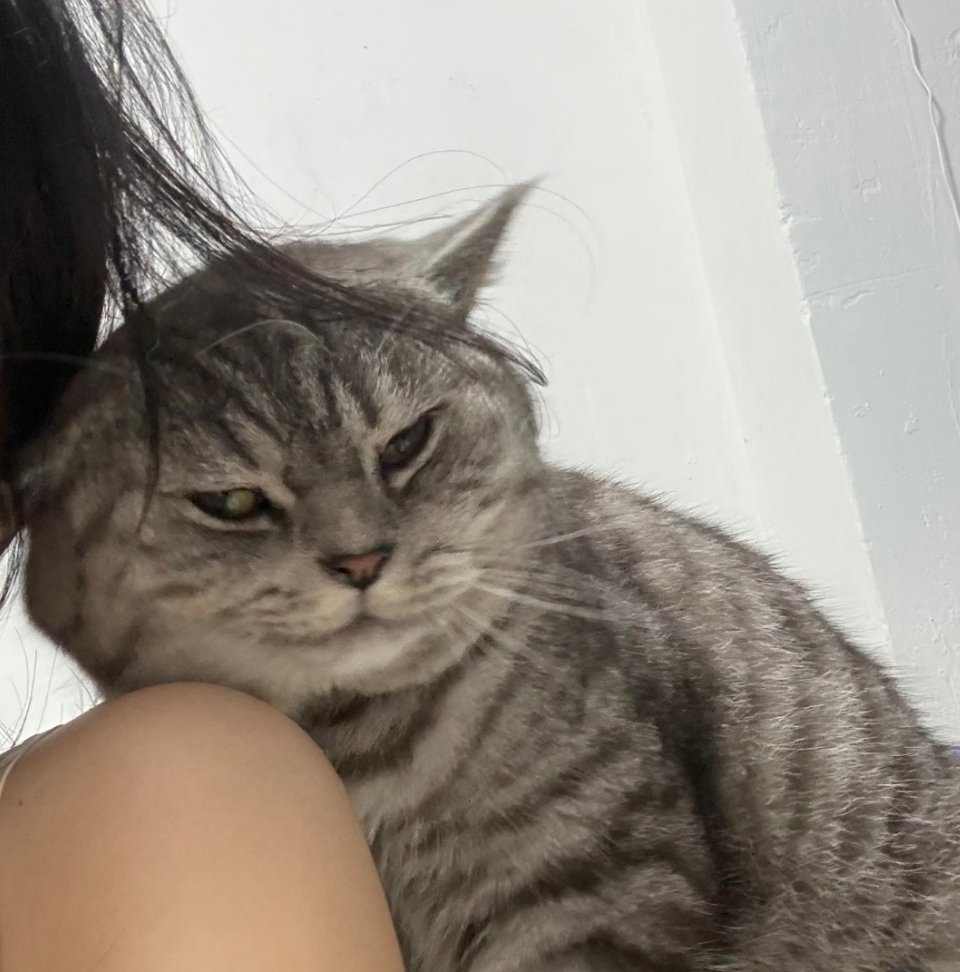 萌宠猫猫的小心思都在脸上了