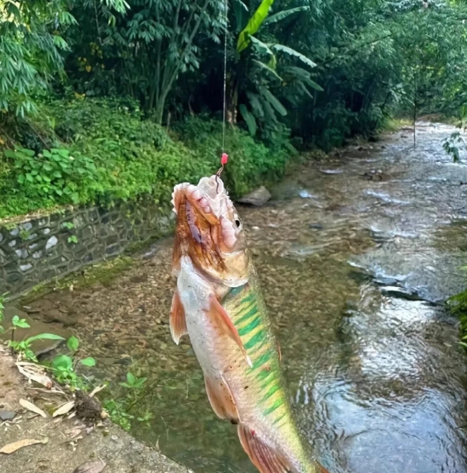 钓鱼佬请求支援，这是什么鱼种，能吃不，麻麻赖赖的，颜色鲜艳，看起来不能吃的样子