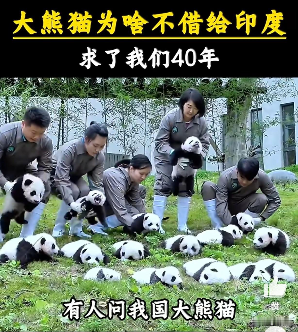 一位印度大V抱怨，印度动物园至今没有一只大熊猫，堪称印度最大的遗憾。他表示，过去