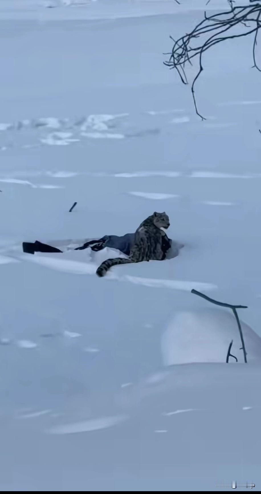昨天新疆阿勒泰的一个滑雪场一名女士看到雪豹想近距离拍照结果被雪豹给咬伤了，幸