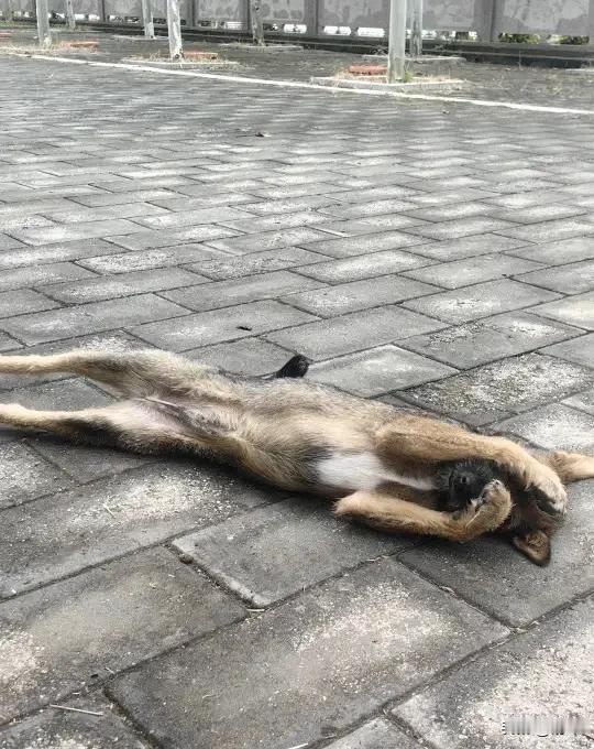 这天一位小哥哥去公园散步，当他走到公园的一块广场上，看到一只瘦骨嶙峋的狗狗奄奄一