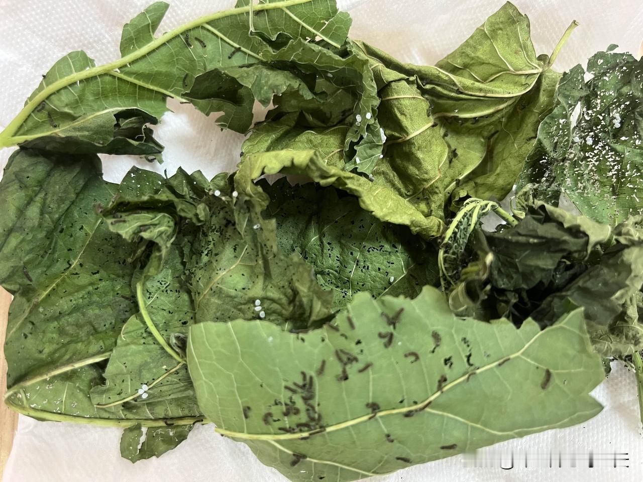 蚕宝宝孵化到第六天啦，身形依旧十分小巧，全身乌黑，细得好似一根根小黑线，不仔细瞧
