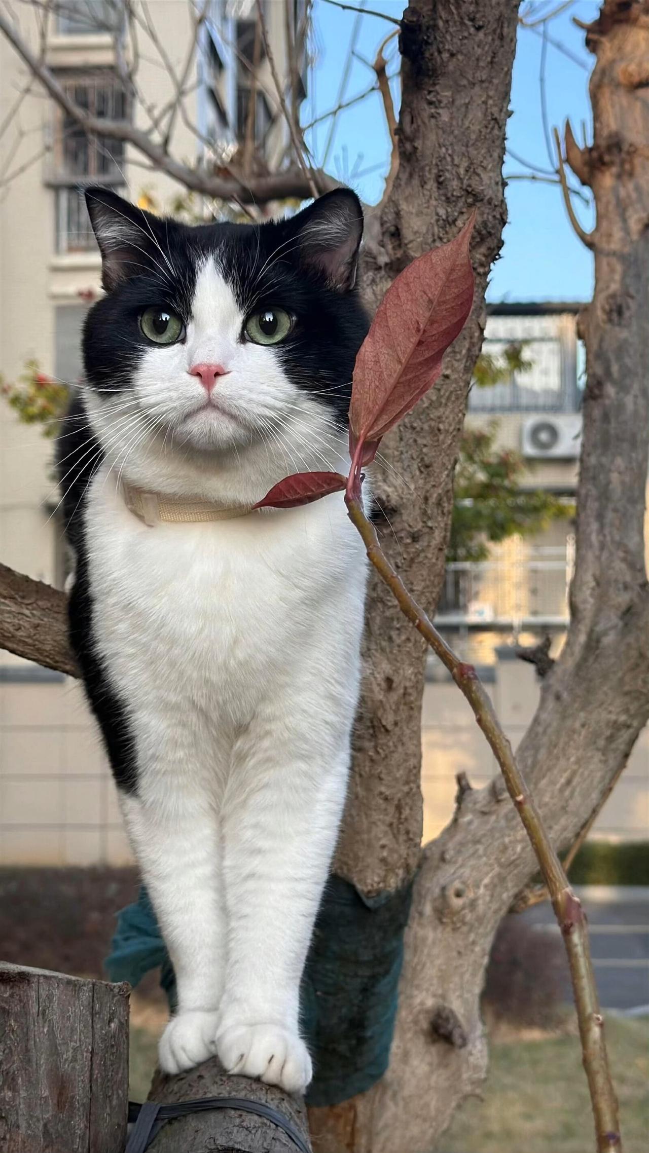 奶牛猫脖子以下全是腿！