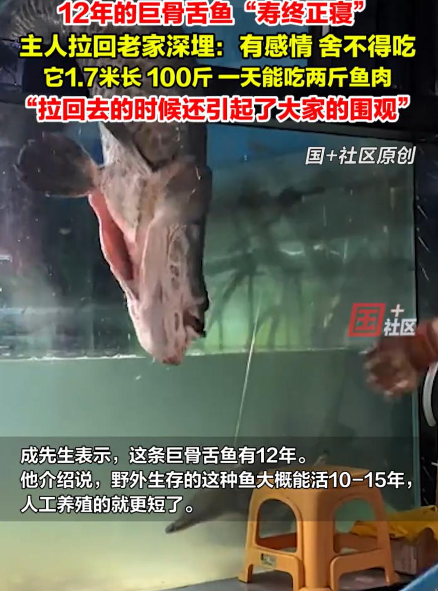 “也算是长寿鱼了！”山东滨州，一男子养在家里12年的巨骨舌鱼“寿终正寝”了，不过