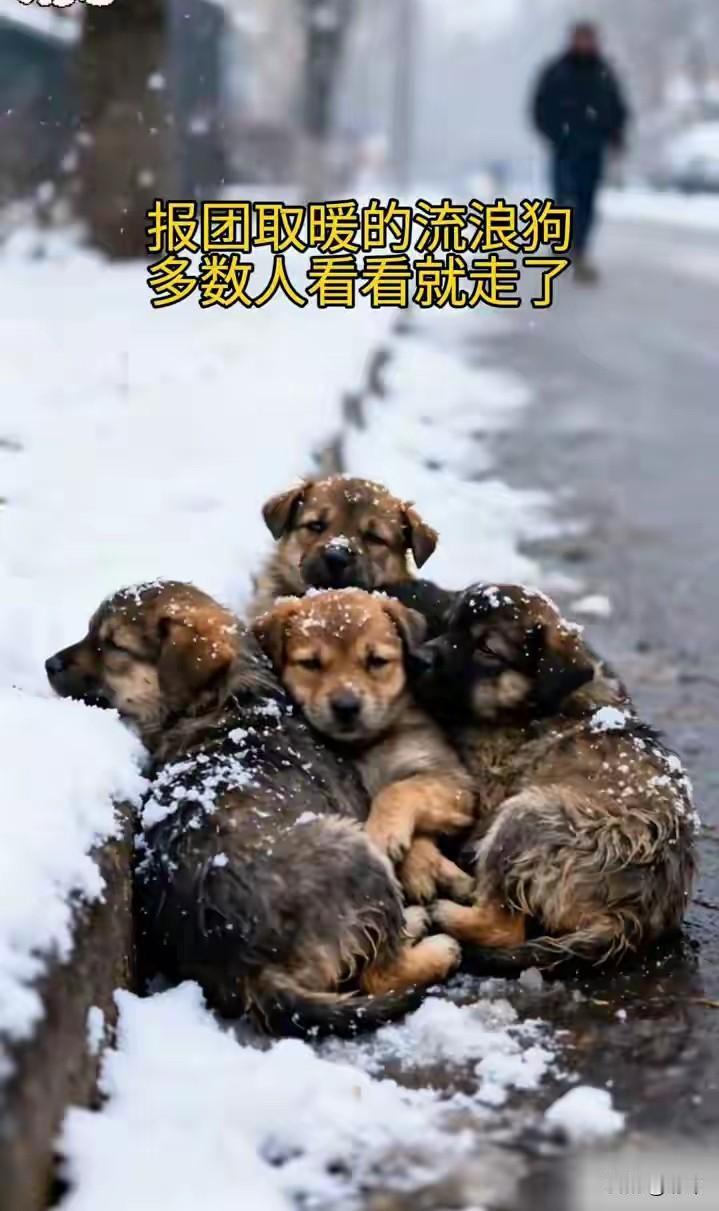 看到非常可怜的一幕，四只流浪狗居然蜷缩在一起报团取暖，可依旧被冻得瑟瑟发抖，这一