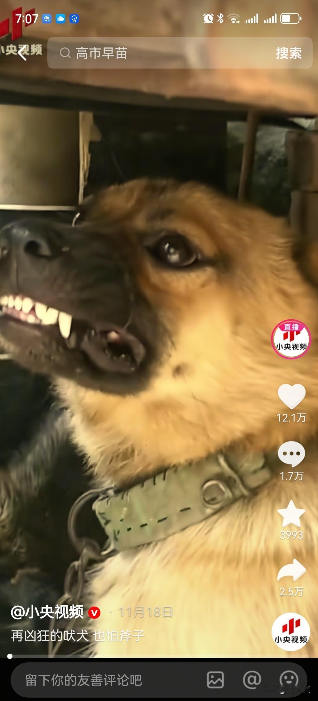 央视居然发了这个视频。一只狗呲牙要咬人，拿起斧头，立马怂了！没想到一向严肃的官