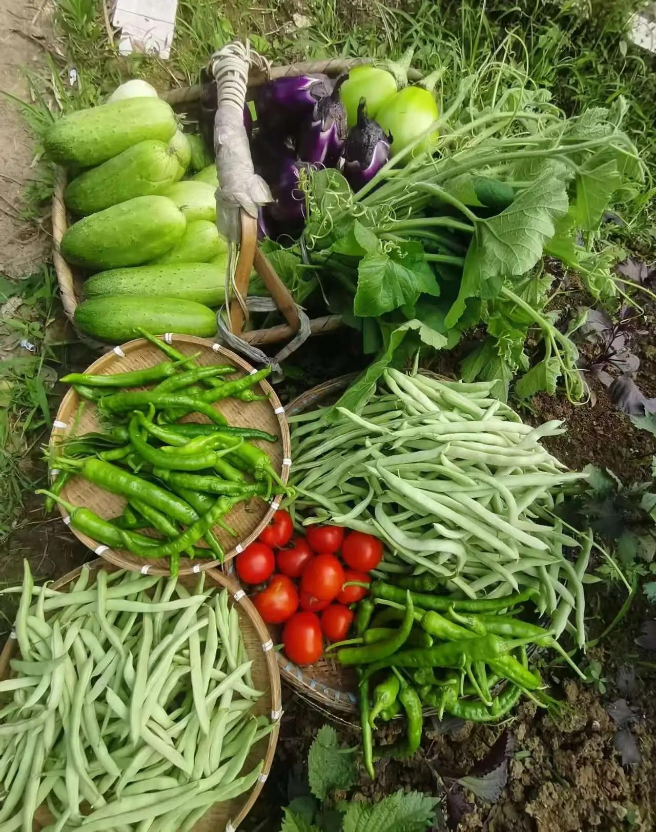 农村菜园子的好处，当季菜基本不用买了，春天的上海青，夏天的黄瓜，豆角，西红柿，秋