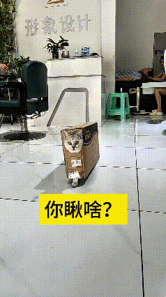 这个视频我反反复复看了好几遍，看着看着就忍不住笑出声。小猫顶着纸箱走路，只露出
