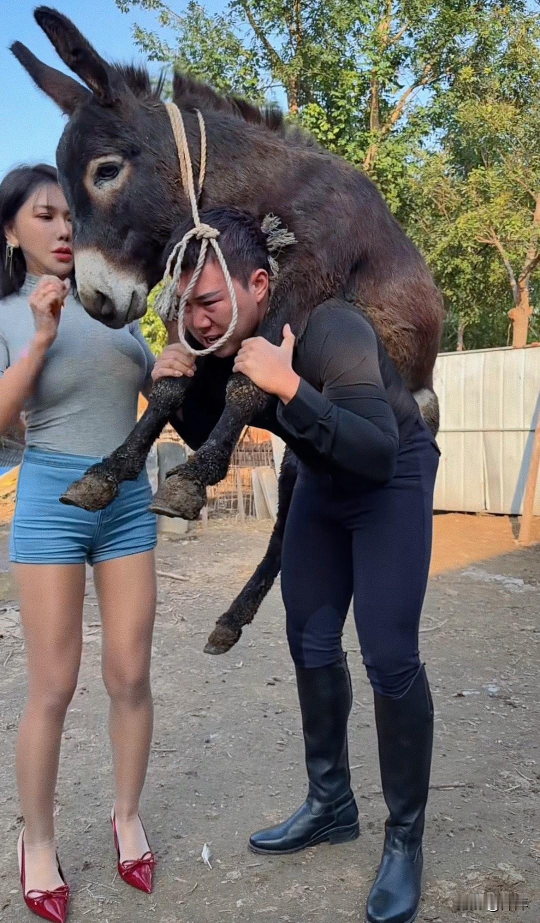 看着这驴真是怪受罪的!