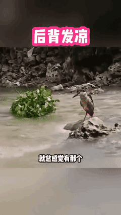 不讲武德的人类……🌚