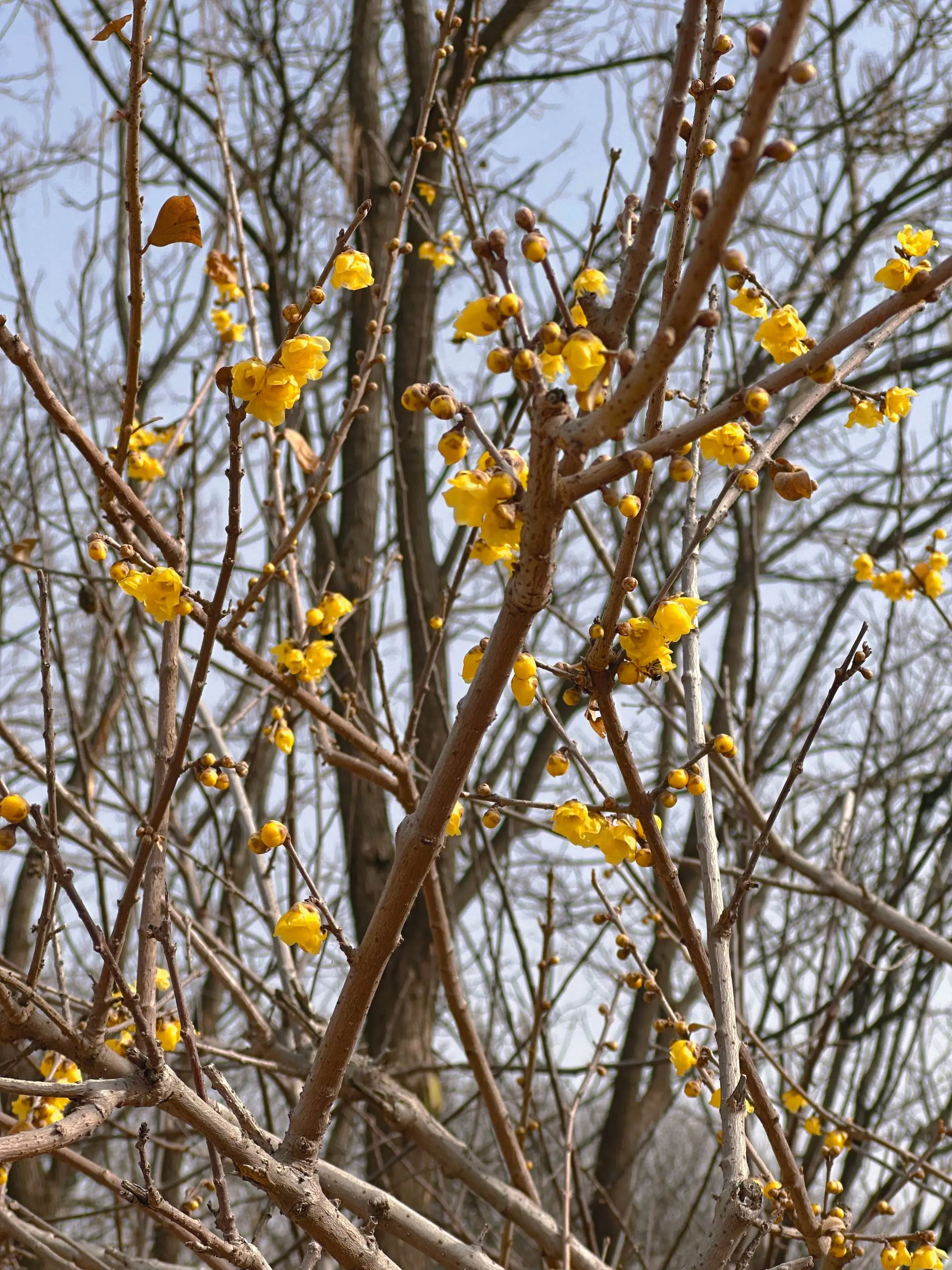 春日养生，顺应生机，养肝养气一整年  春天一到，正是万物生发、身体重启...