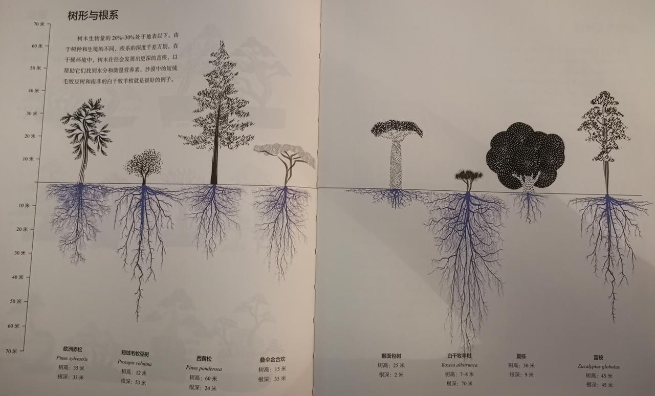 我们看到的树木的根系能有多长？树木生物量的20%