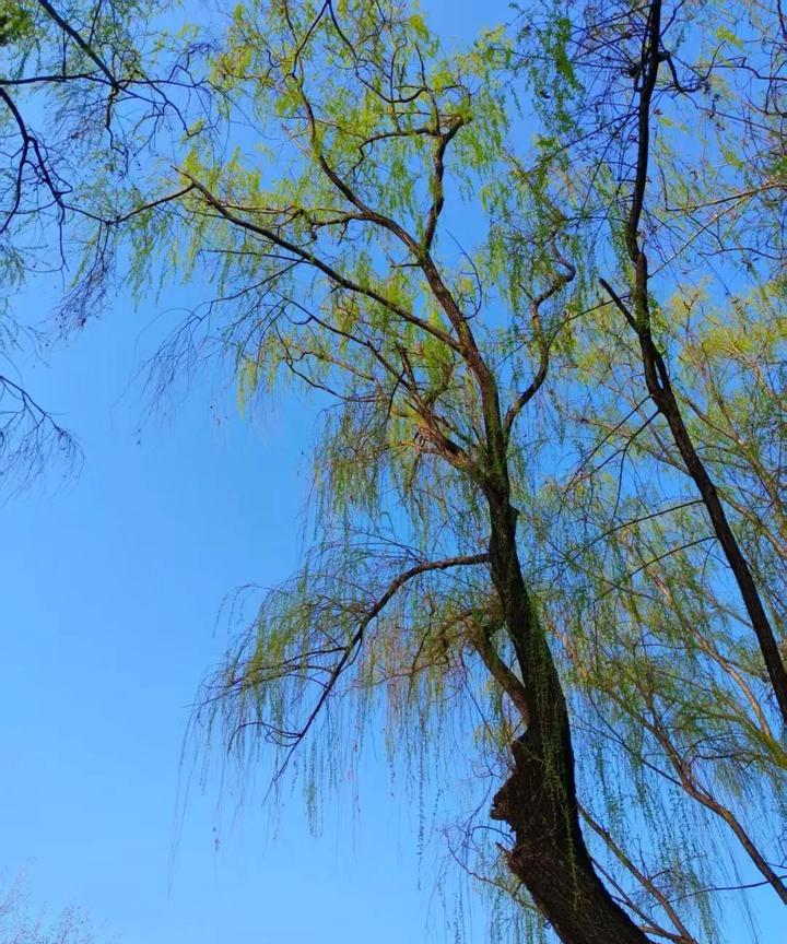 这“小棉袄”还真“贴心”。女儿中午在我们这儿吃饭。老伴儿早早地去买菜，除了青菜水