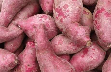 红薯怎样过冬保存? 不但不烂不发芽, 还能越放越甜