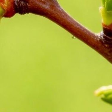 种植文案🍒樱桃种植0000种植樱桃的方法樱桃种植技术涉及多个方面，包括品种选