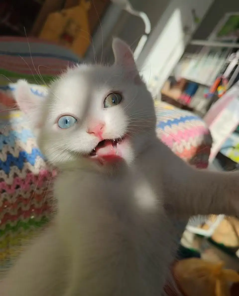 新养的猫！麻烦各位大神帮忙取个名字！！