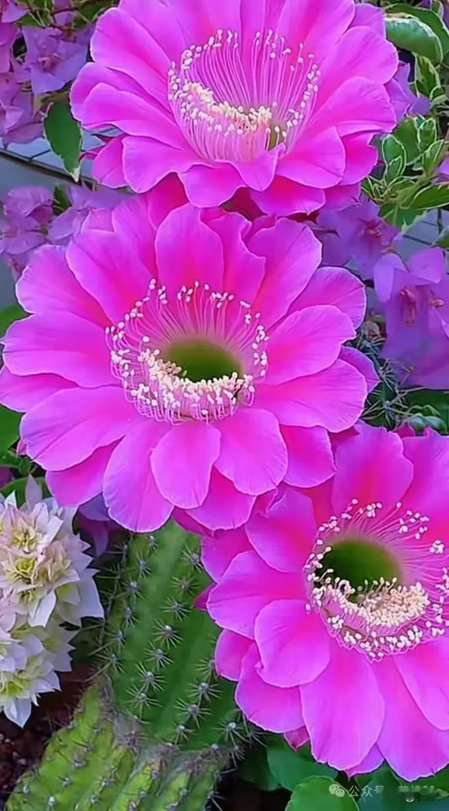 上联:金风玉露喜相逢下联:花好月圆乐团聚横批:花好月圆