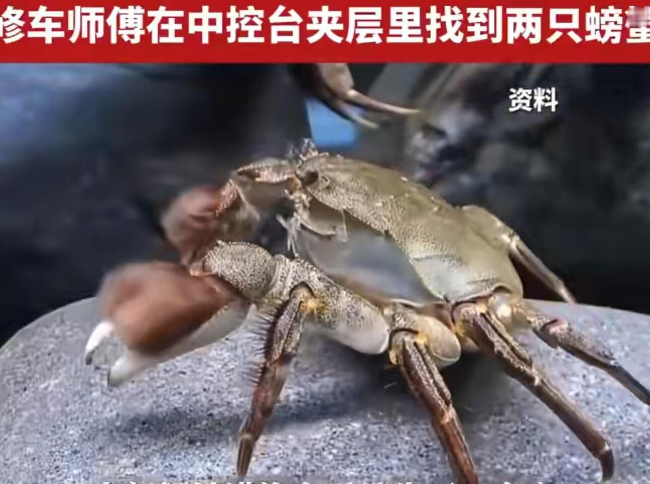 这事儿说出来跟编的似的——江苏一奥迪车主，被车里一股臭味折磨了整整两年，最后拆开