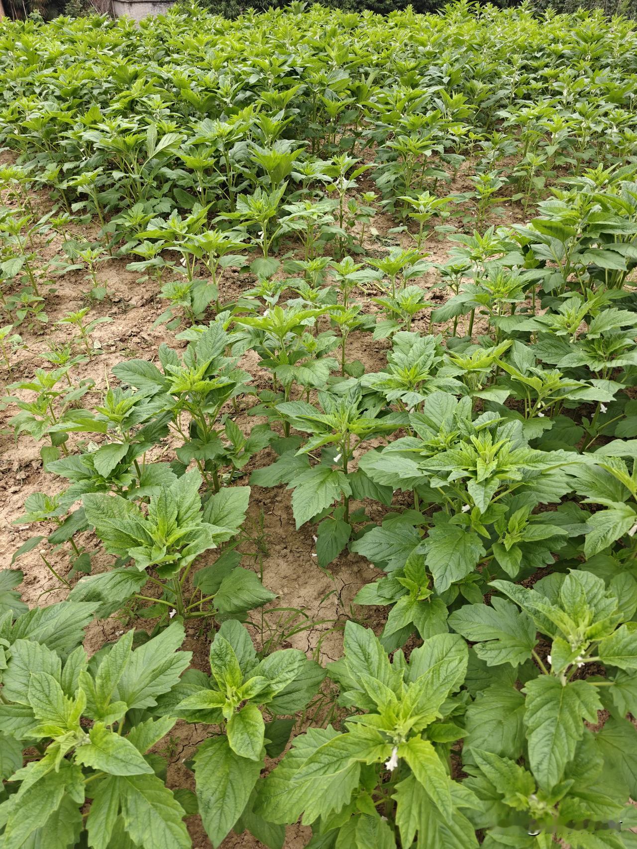 重茬的芝麻，容易得病减产。老农石师傅把这个难题给破了。都说种芝麻别重茬。原因是：