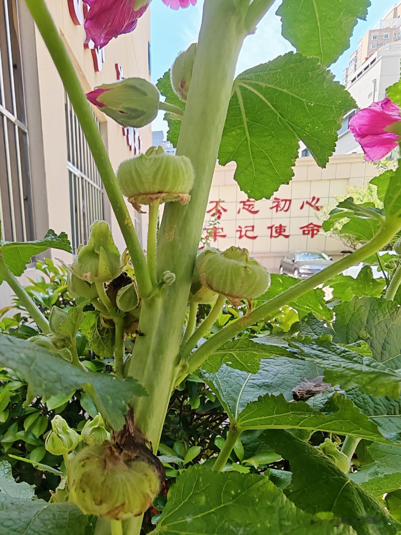 告诉我你们给这种花叫什么名字？小的时候，在农村四处都是这种花，我们叫花饼儿，有的
