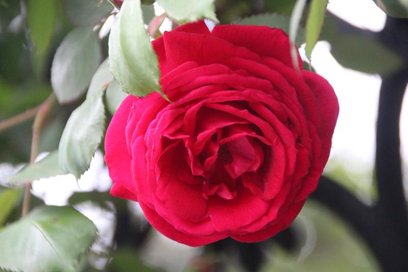榴花红似火竹叶绿如风晒出你拍的月季花夏日生活打卡季——丙午立夏有些日子了