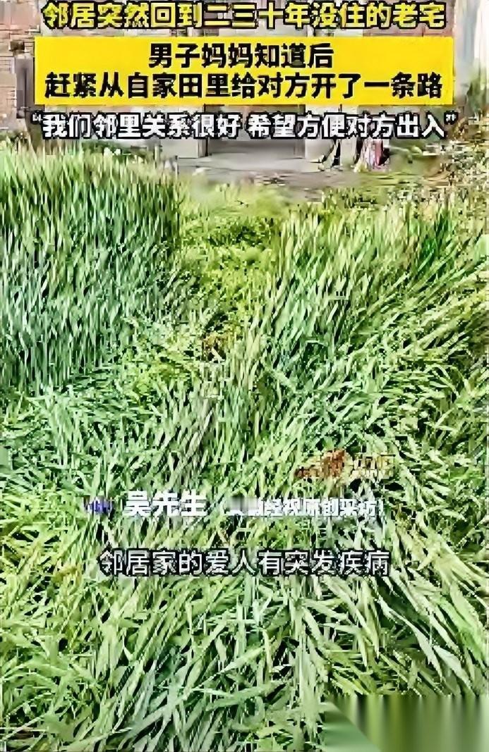 太暖心了！近日河南信阳，男子被母亲叫到自己地里，让男子用车把麦子压出一条路来，男